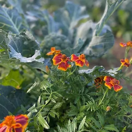 Goekler Ciftliginde Cati Kati * فوكا