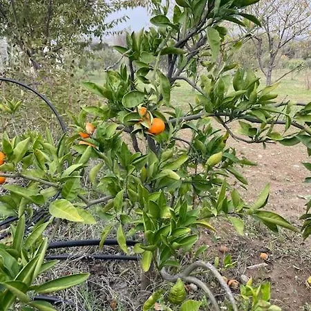 Goekler Ciftliginde Cati Kati *