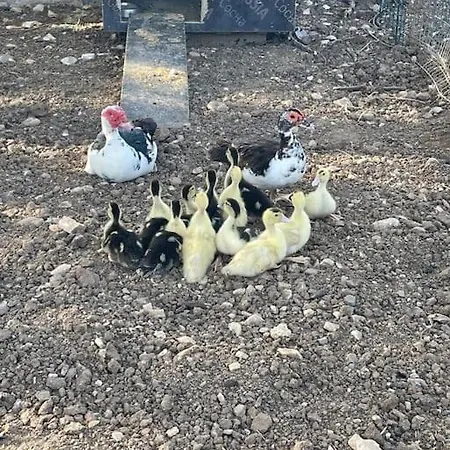 شقة Goekler Ciftliginde Cati Kati فوكا